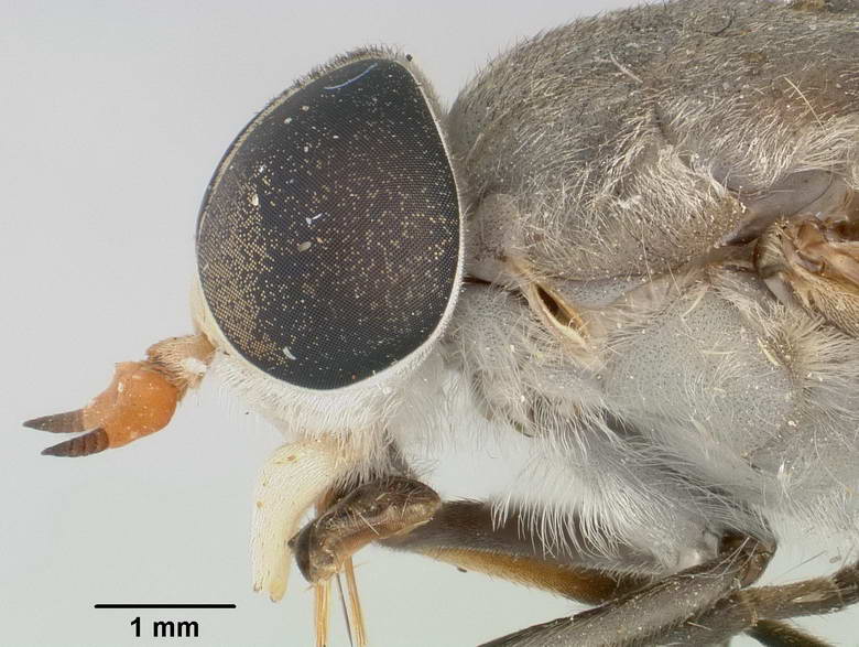 Tabanus albosetosus image