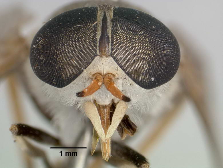 Tabanus albosetosus image