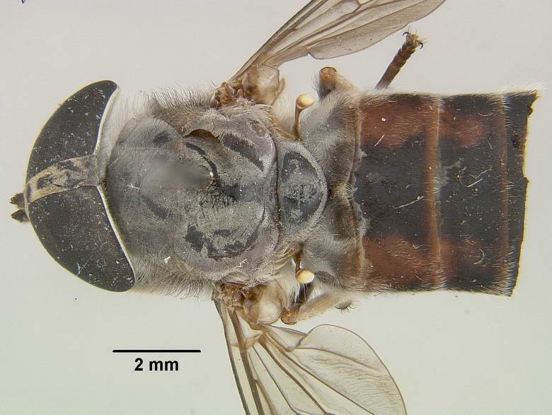 Tabanus albosetosus image