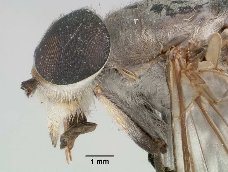 Tabanus macilentus image