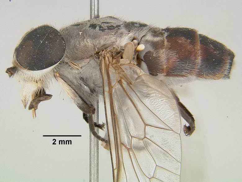 Tabanus macilentus image