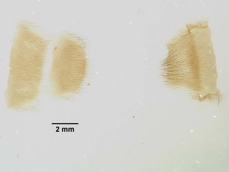 Tabanus macilentus image