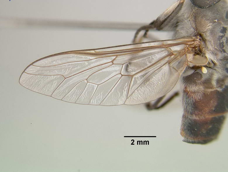 Tabanus macilentus image