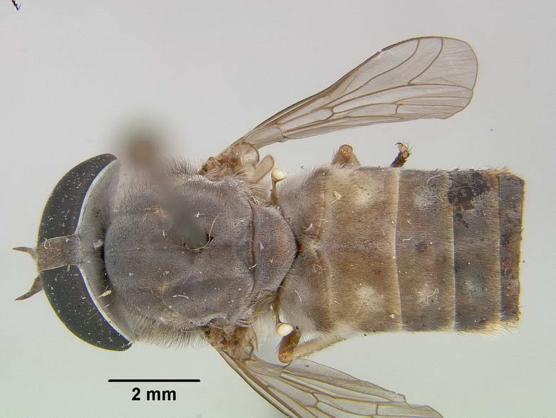 Tabanus submacilentus image