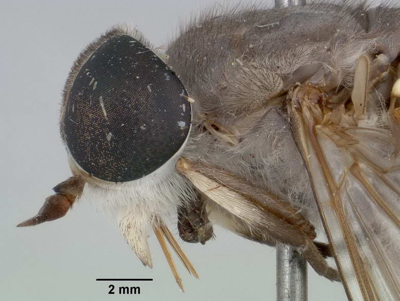 Tabanus submacilentus image