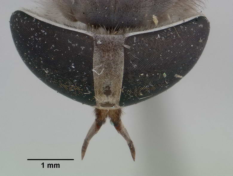 Tabanus submacilentus image