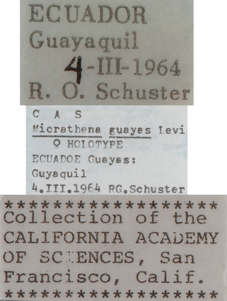 Micrathena guayas image