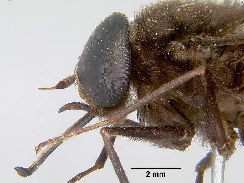 Pangonia pavida image