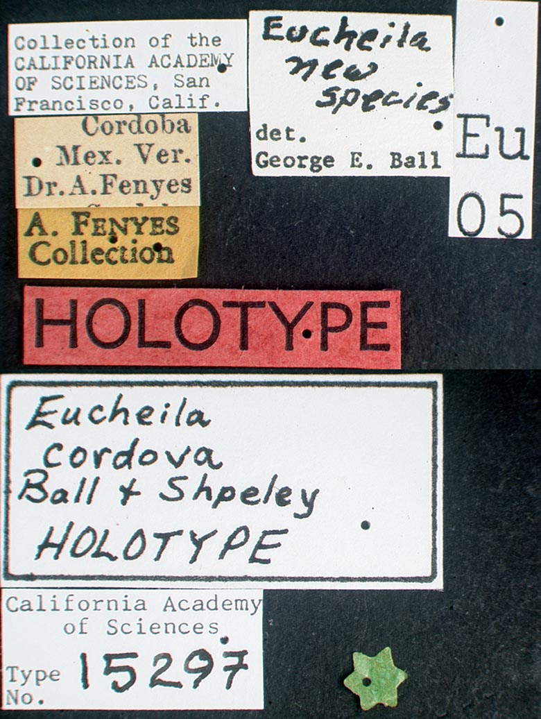 Eucheila cordova image