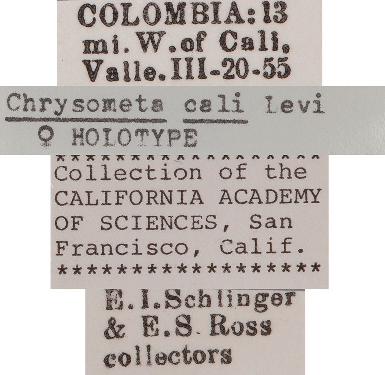 Chrysometa cali image