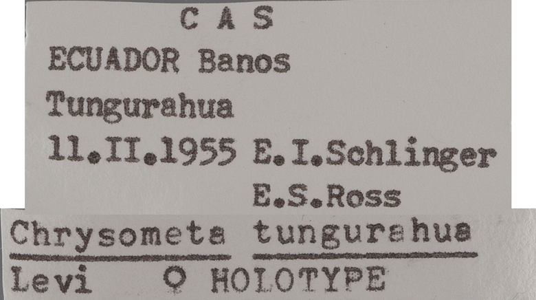 Chrysometa tungurahua image