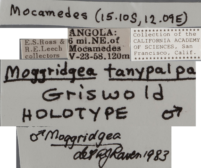 Moggridgea tanypalpa image