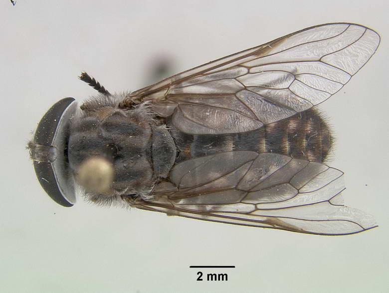 Tabanus selvaticus image
