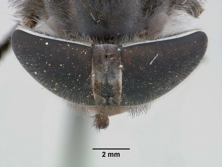 Tabanus selvaticus image