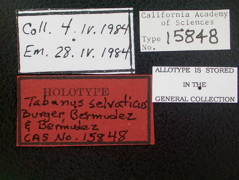 Tabanus selvaticus image