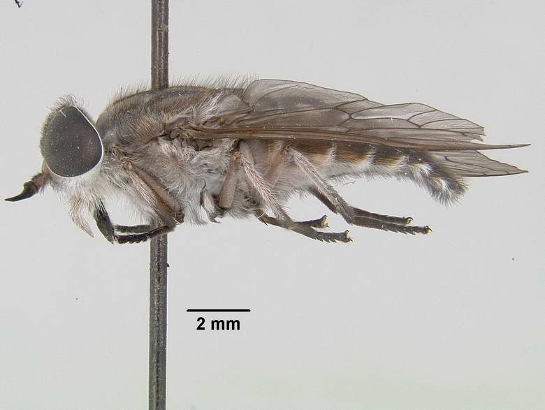 Tabanus selvaticus image