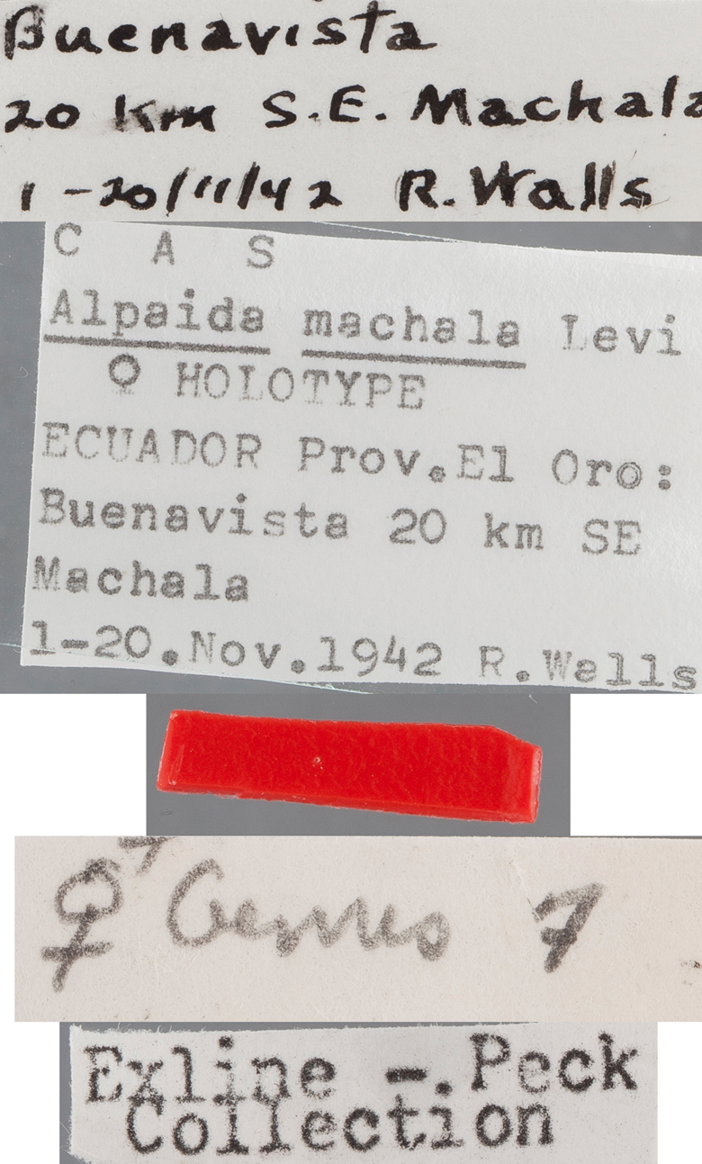 Alpaida machala image