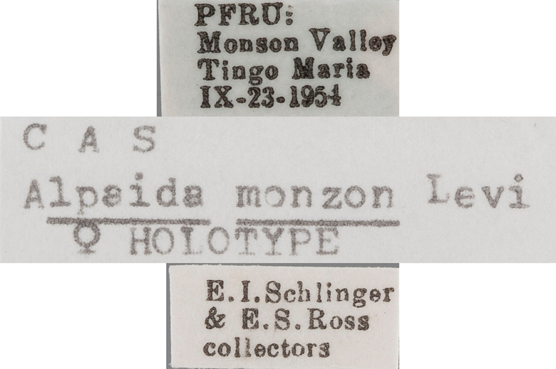 Alpaida monzon image