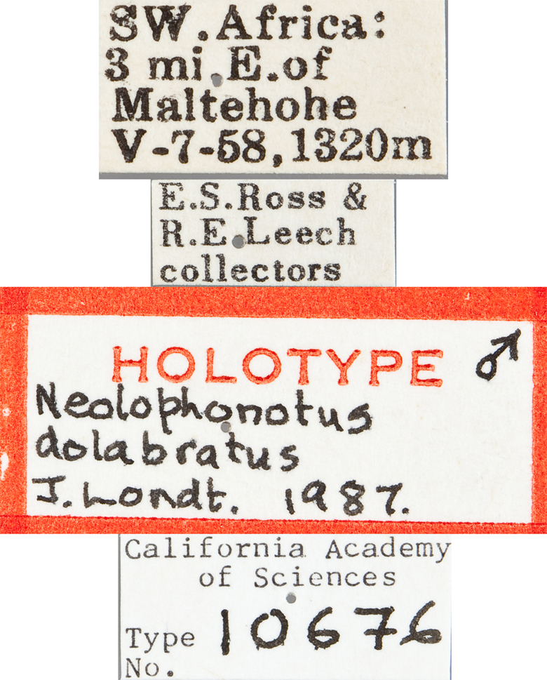 Neolophonotus dolabratus image