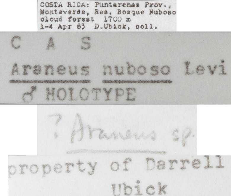 Araneus nuboso image