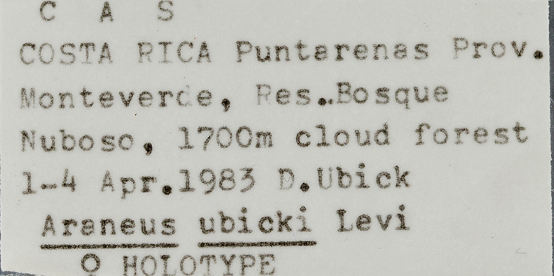 Araneus ubicki image