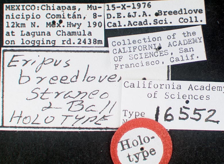 Eripus breedlovei image