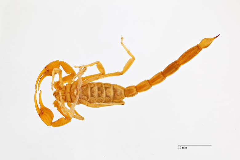 Paruroctonus hjellei image