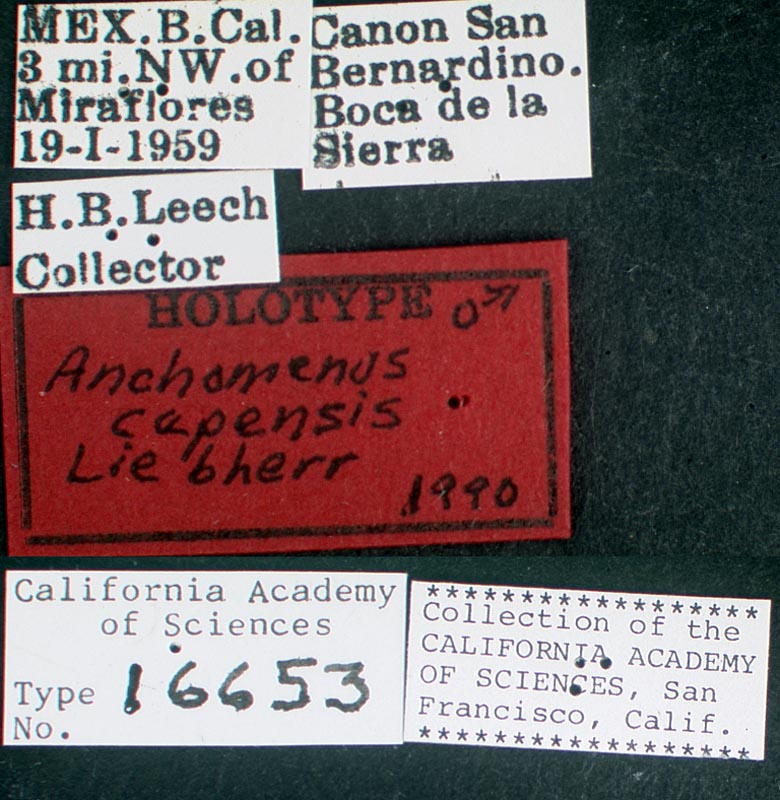 Anchomenus capensis image