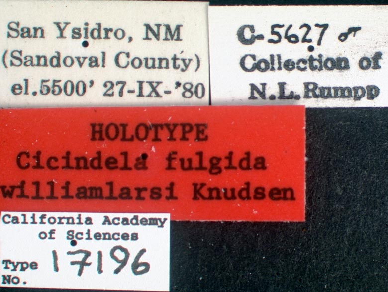 Cicindela (Cicindela) image