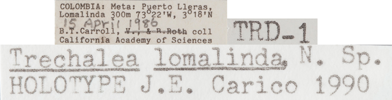 Trechalea lomalinda image