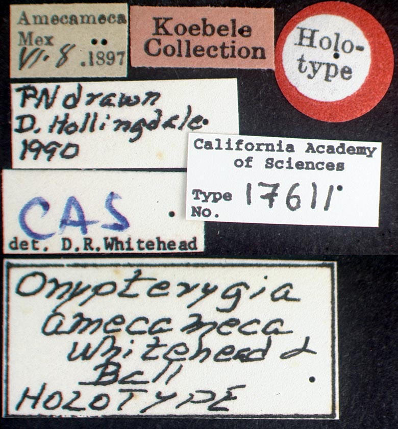 Onypterygia amecameca image