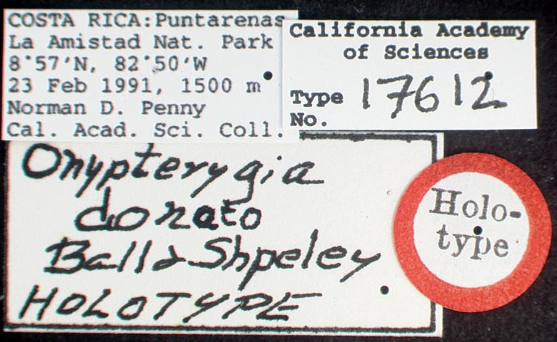 Onypterygia donato image