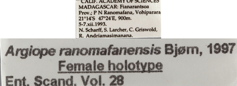 Argiope ranomafanensis image