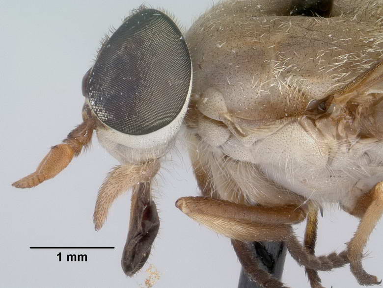 Stenotabanus peruviensis image