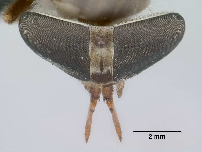 Stenotabanus peruviensis image