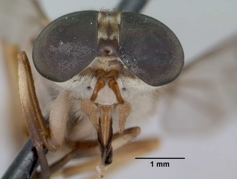 Stenotabanus peruviensis image