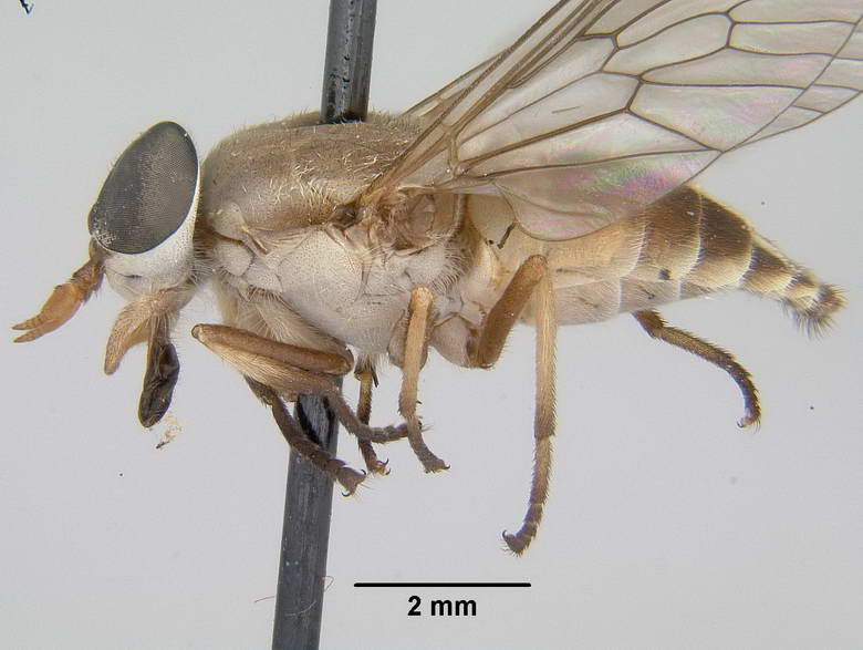 Stenotabanus peruviensis image