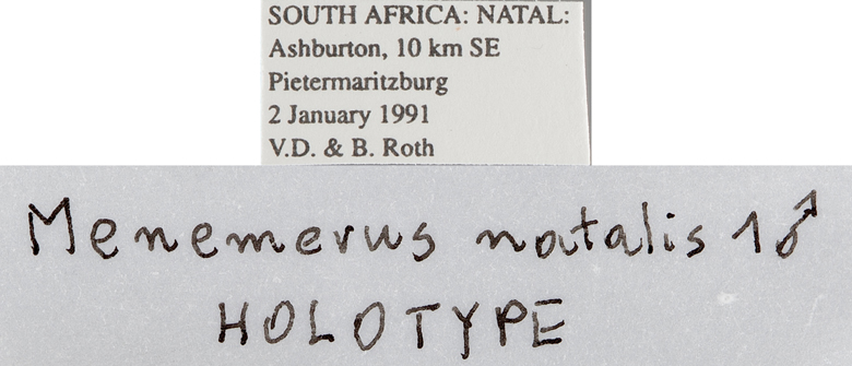 Menemerus natalis image