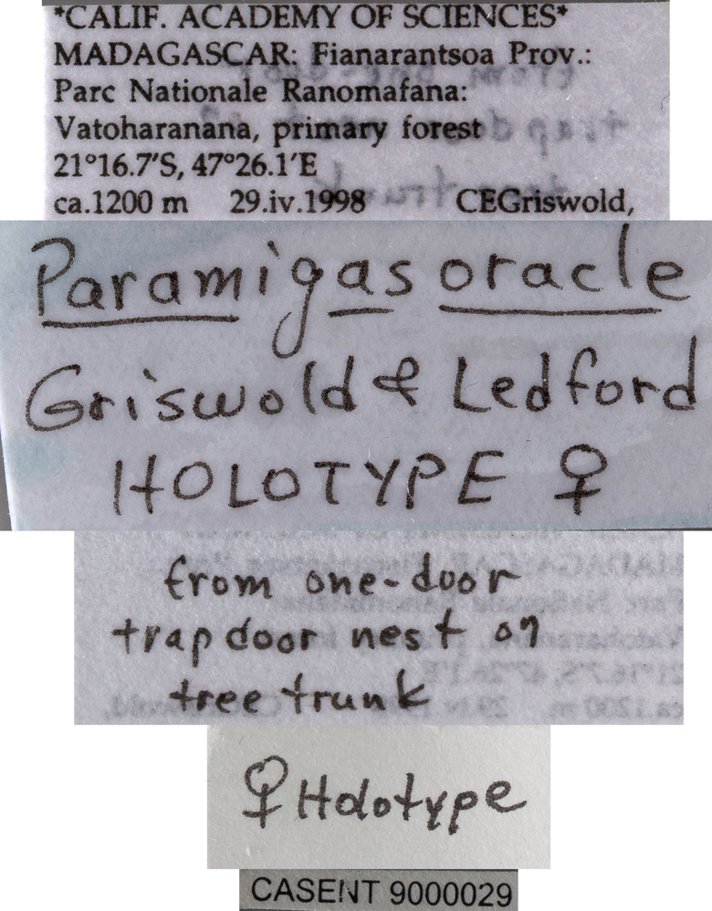 Paramigas oracle image