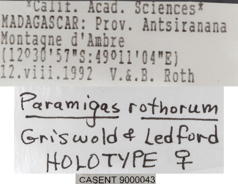 Paramigas rothorum image