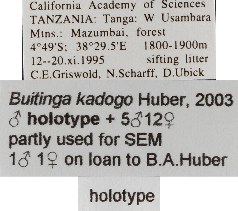 Buitinga kadogo image