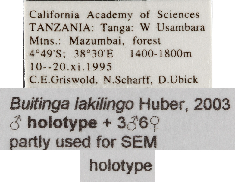 Buitinga lakilingo image