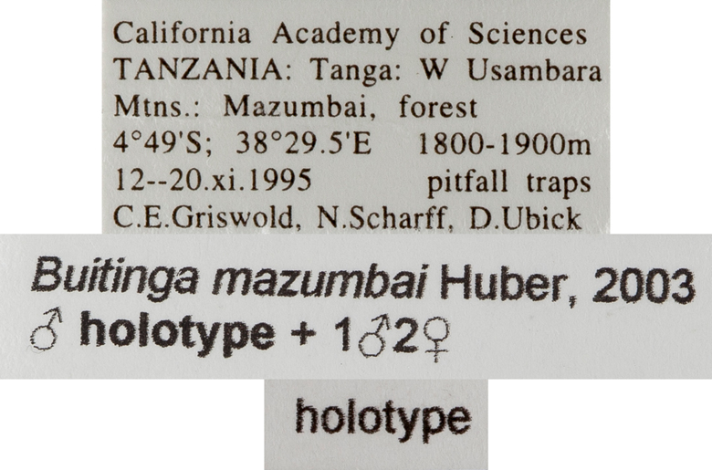 Buitinga mazumbai image