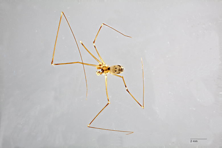 Buitinga ruhiza image