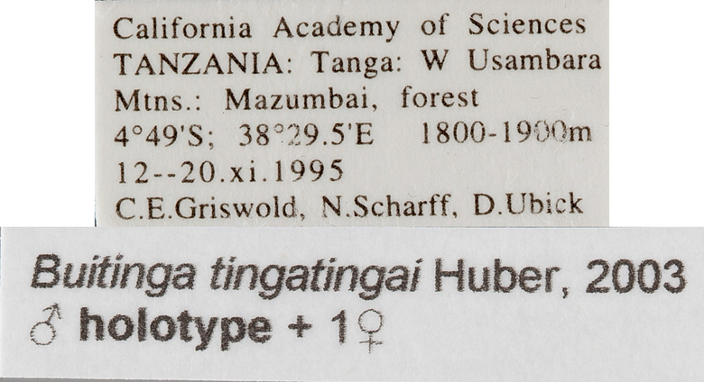 Buitinga tingatingai image