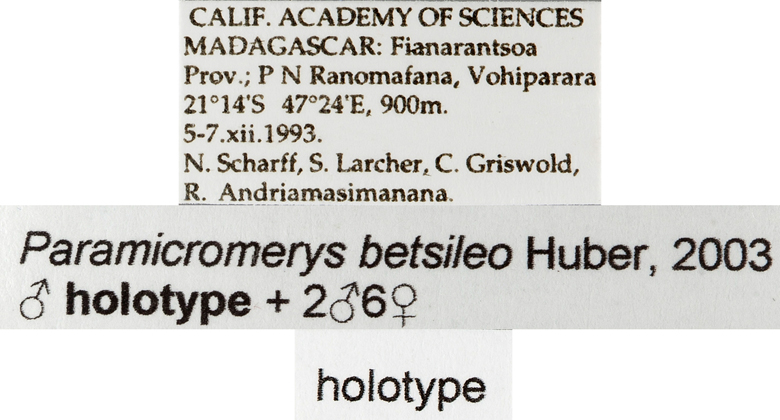 Paramicromerys betsileo image