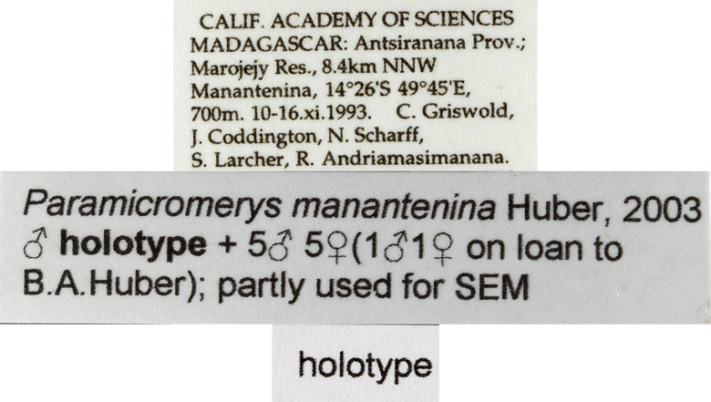 Paramicromerys manantenina image