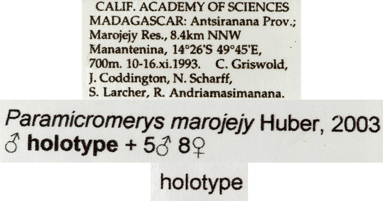 Paramicromerys marojejy image