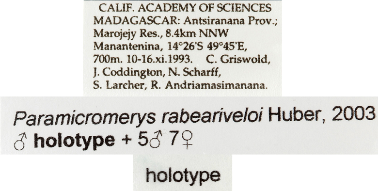 Paramicromerys rabeariveloi image