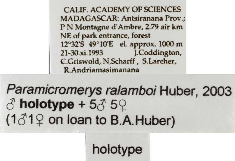 Paramicromerys ralamboi image